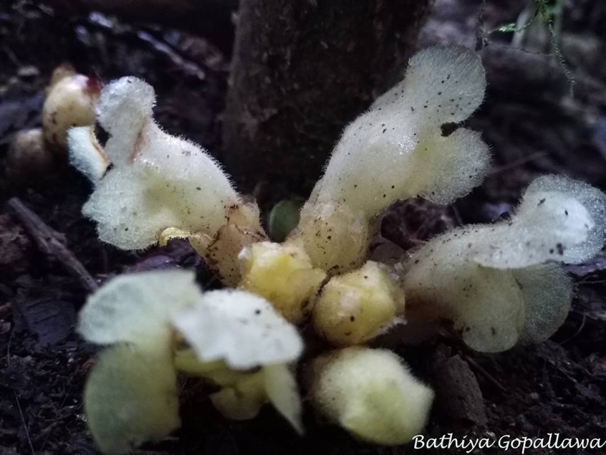 Christisonia legocia Beck